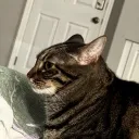 medorel
