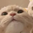 jo_sh81
