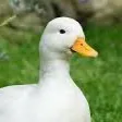 notaduckreally