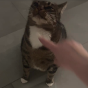 avatar 𝒸𝒽𝒶𝓎💫