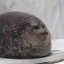 goooofygoooober. avatar