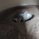 feelspog