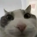 blizzbuddy