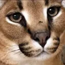 iceflopparulerofcat