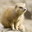 mongoose135
