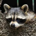 Аватар enot_gaduralo