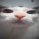 hugothepoint