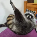 enzul_