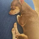 elfanderoblox. avatar