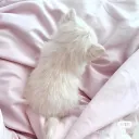 sleepdory