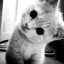 avatar 𓇻   𝐂𝐨𝐦𝐦𝐚𝐧𝐝𝐨 ᴺᶤᶜᵒᵀᶤᴺᵉ