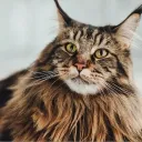 blazeisnothere avatar