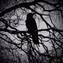 crow.444