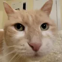 nekosquared