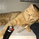 preoptified