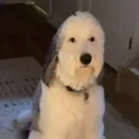 chickenjocky12
