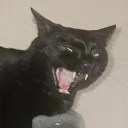 catswork