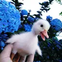 littleduckreborn