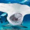 icacneedpeach avatar