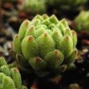 sempervivum