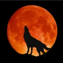 bark_at_the_moon