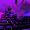 muhamedmeta11 avatar