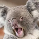 angrykoala_dev