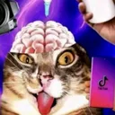 starsillycat