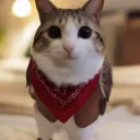 official_isle_survivor avatar