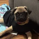 puggy_boy1001