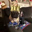 puggy_boy1001