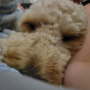 avatar Reindeer Luna