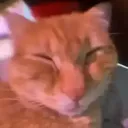 loxos0