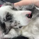 coopkoby