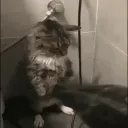 realmysticcc