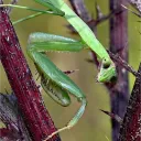 bugsandbirds_76366