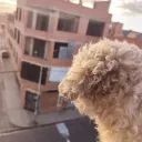 gustavodsylromeris avatar