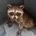 chrkxevee