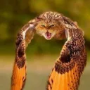 Аватар ushlep0kus