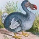 lorddodo avatar