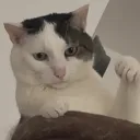 skich
