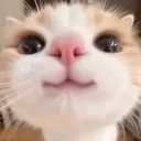 _hstl