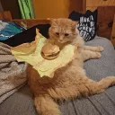 madlad0951_47433 avatar