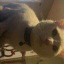 avatar hi i’m caitlyn