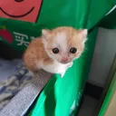 aralovecats