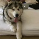 zorathius