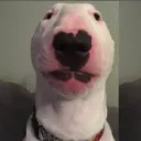 internalpexro