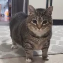 fuckowner