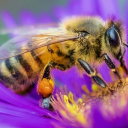 Buzz888