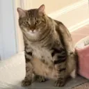 hamtato